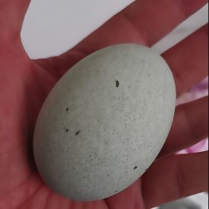 文徽园 无铅溏心松花蛋 70g*30枚