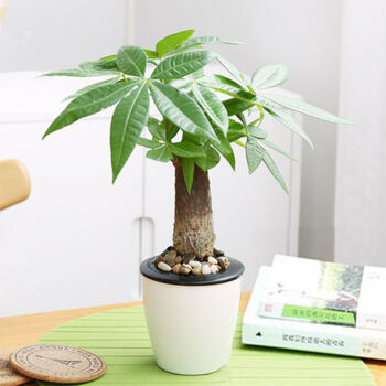 ZISIZ 致仕 发财树+懒人盆