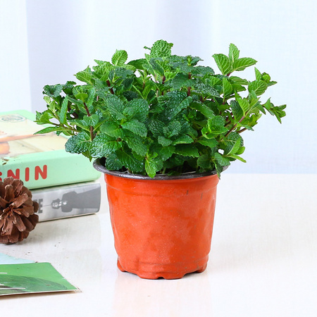 果声 原盆薄荷 整高18cm