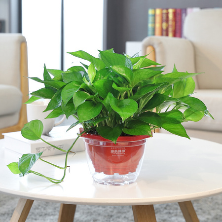 绿航绿萝 砖色青叶绿萝盆栽 含盆