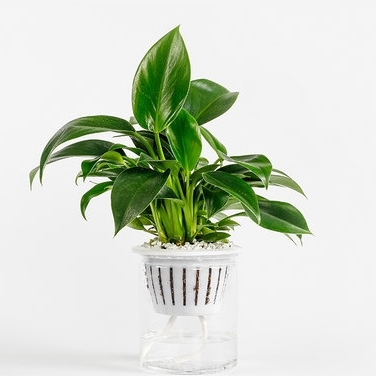 迷糊妞 自吸水盆栽 多款可选