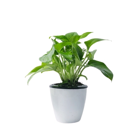 茵琦纱 绿箩 水培绿植 多种类可选