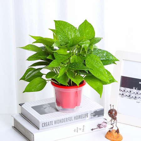 花沐禧 绿萝盆栽 6盆装