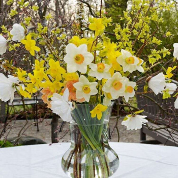 水培植物 水仙花种球5颗+盆+液+粉