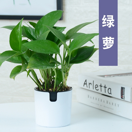 锦丹 桌面小绿植盆栽 绿萝