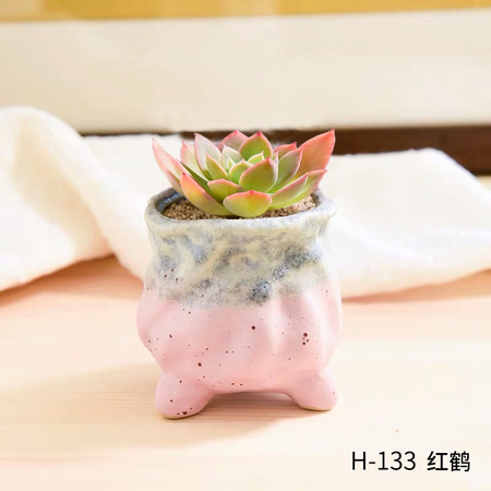 凯天·花航 多肉植物盆栽