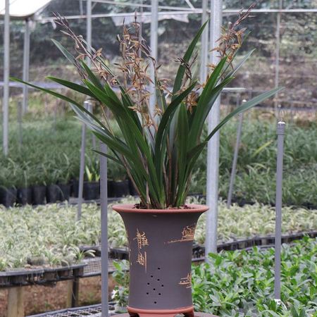 兰界 企黑 墨兰报岁兰花苗