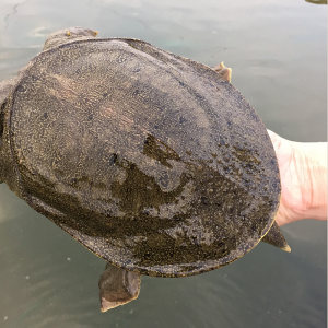 果味来 原生态野生外塘放养 鲜活甲鱼 1斤 29.8元包邮