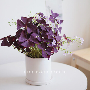 绿植盆栽 紫叶酢浆草 种球 8个 （1盆+营养土+肥料）