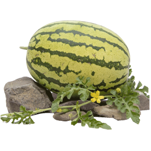 北鲜滩 宁夏中卫硒砂瓜 沙瓤麒麟瓜 12斤 29.8元包邮