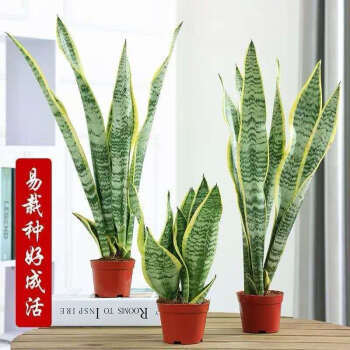 且末 金边虎皮兰 25CM 3颗