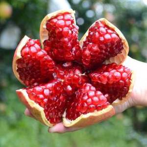 食果侠 突尼斯软籽石榴 净重9斤