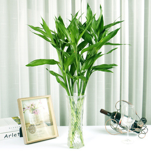 鲜菲淳 富贵竹绿植水培盆栽 不含盆