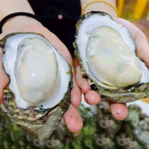 国家地标产品 乳山 鲜活牡蛎 5斤