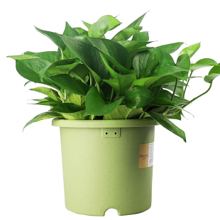 IRIS 爱丽思 Deepot 加厚树脂花盆 2L