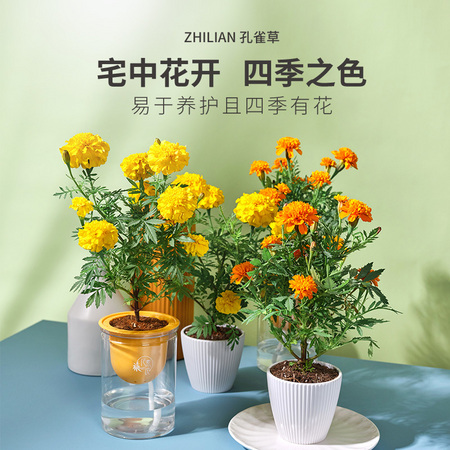 栀恋 芳香重瓣孔雀草盆栽 带花苞带盆