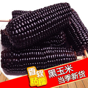 阿福送喜 新鲜东北黑糯玉米 非转基 真空包装 8根