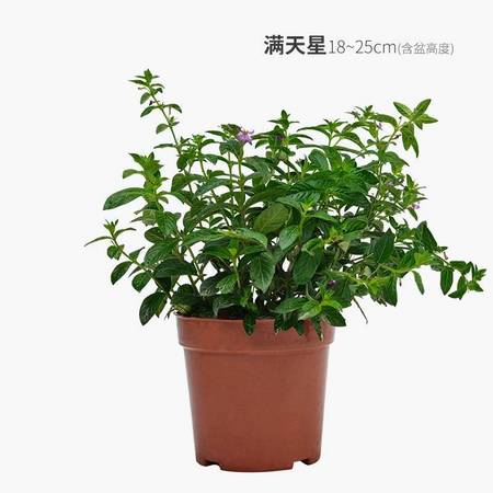 栀恋 满天星 绿植盆栽