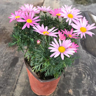 馥郁芳华 玛格丽特苗盆栽 带花苞