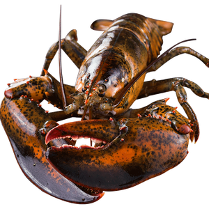 味库海鲜 鲜活波士顿龙虾 450g-550g/只 死亡包赔 拍2只268元包顺丰冷链