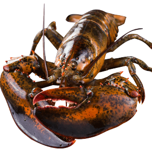 味库海鲜 鲜活波士顿龙虾 450g-550g/只 死亡包赔