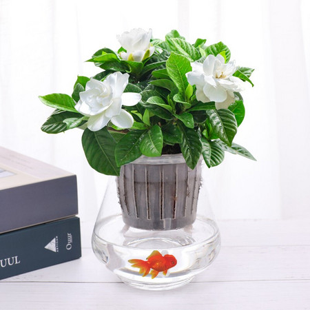 英木花行 栀子花绿萝发财树